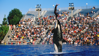 SeaWorld San Diego to 'Phase Out' Current Orca Show, Replace With More 'Natural' Show